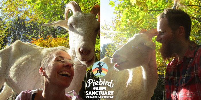 Sunshine, Goat friend @ Piebird Farm Sanctuary